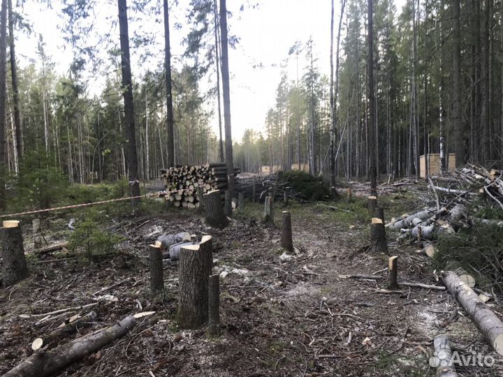 Расчистка участков / спил деревьев
