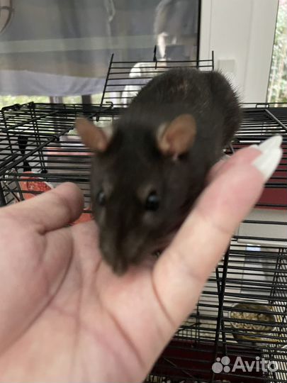 Крыса с клеткой