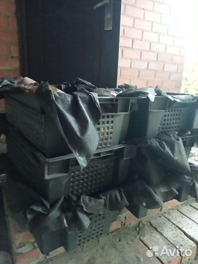 Малек Дендробены червь