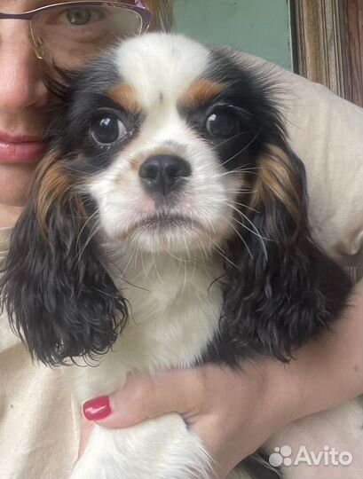 Кавалер кинг чарльз спаниель