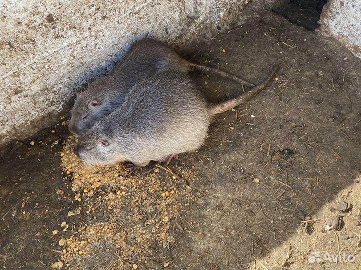 Нутрии на племя