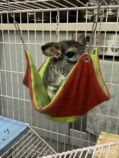 Шиншилла с клеткой, витриной и прочее