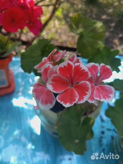 Герань пеларгония