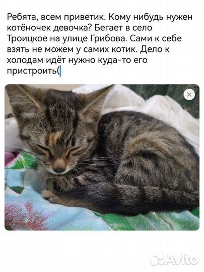 Котенок