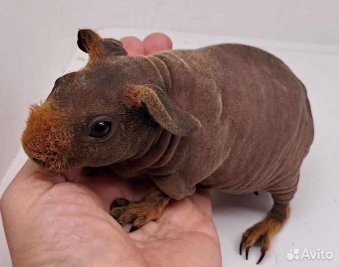 Девочка скинни свинка