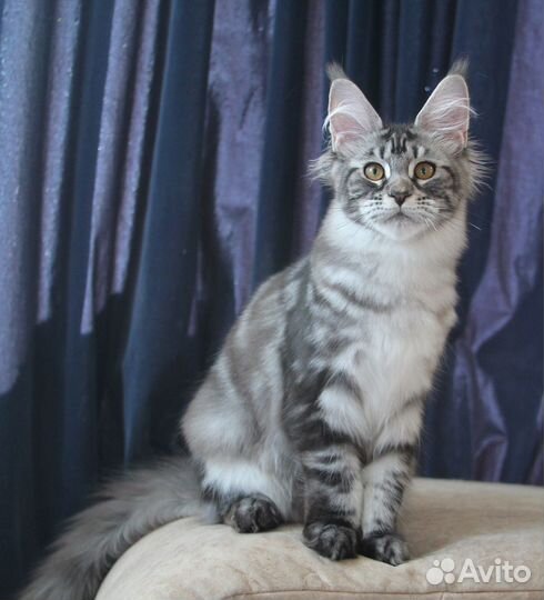 Мейн-кун серебряная девочка