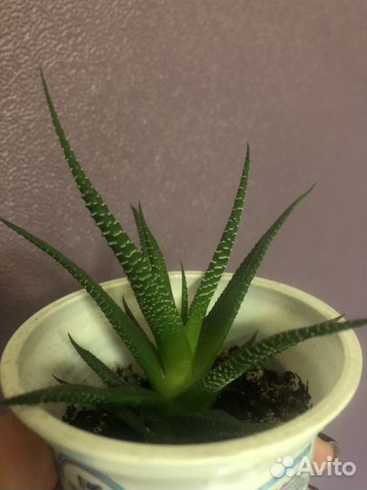 Хавортия, растение комнатное