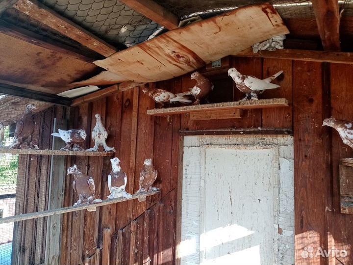 Продажа андижанских голубей