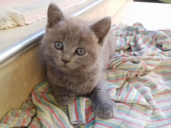 Котята в дар бесплатно