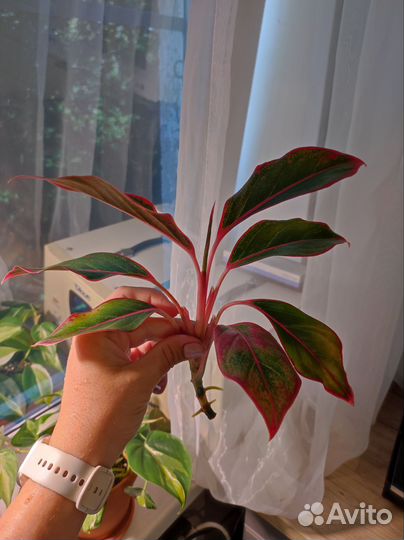 Аглаонема крит