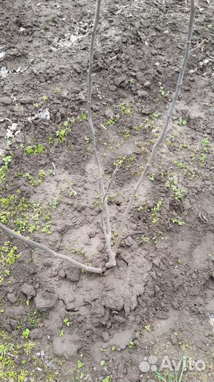 Саженец Инжира -фиолетовый