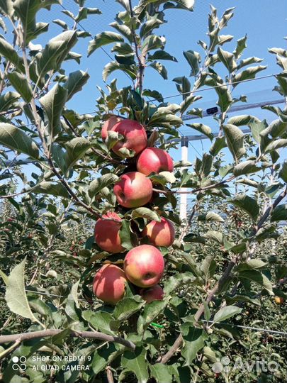 Яблоки джонапринц 100тонн