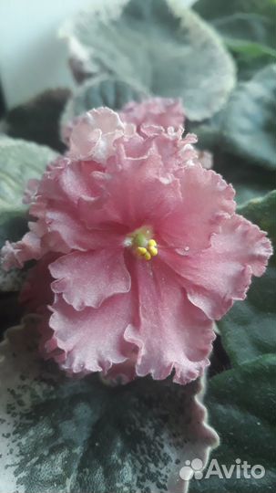 Цветы фиалка