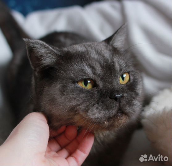 Шикарный кот