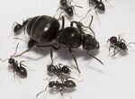 Чёрный садовый муравей, жук-знахарь и другие
