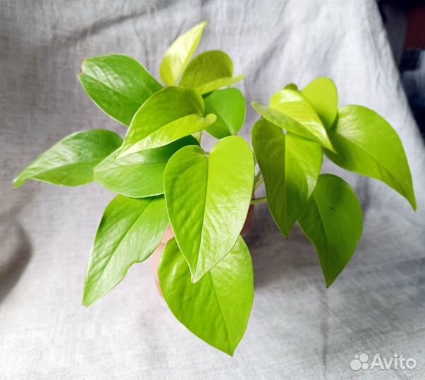 Сциндапсус неон в глиняном горшке