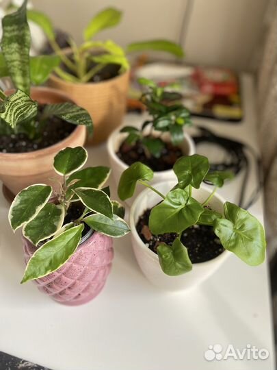 Филодендрон атом