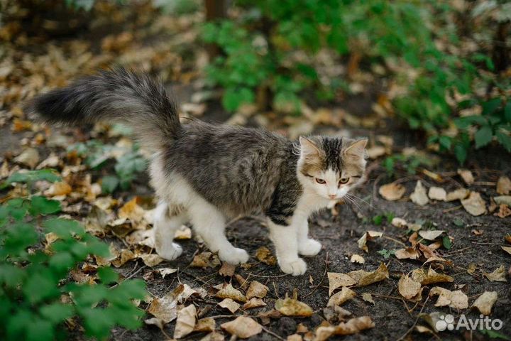 Отдам бесплатно котенка 4 месяца