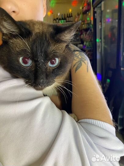Сиамская кошка