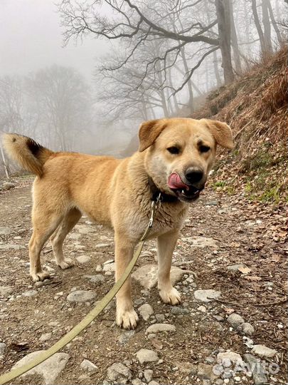 Метис Лабрадора