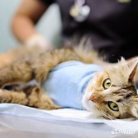 Ветеринарный врач на дом