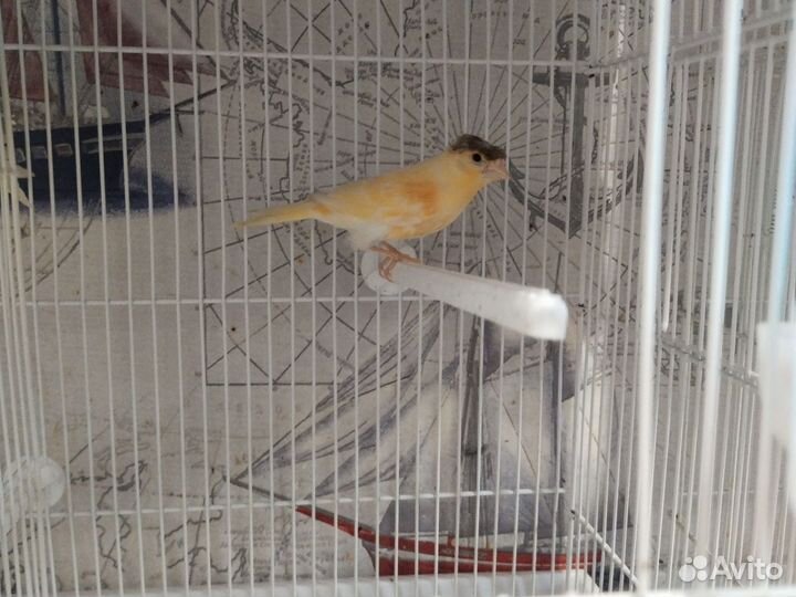 Кенара и канарейки