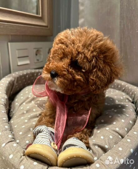 Мальтипу мини ф1 девчуля