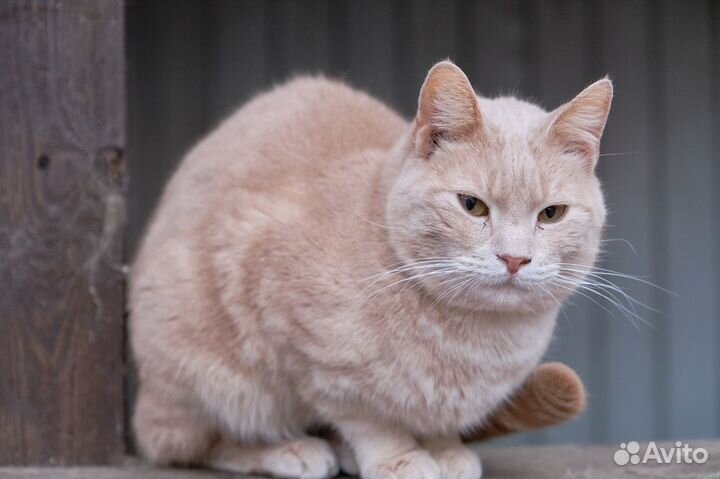 Отдам в добрые руки