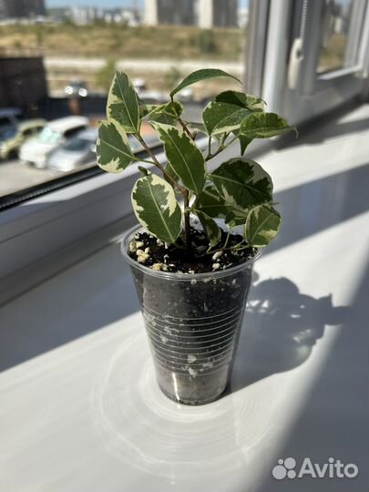 Фикус Бенджамина Голден Кинг