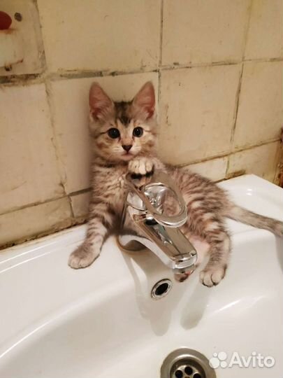 Котята в добрые руки бесплатно