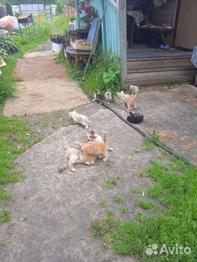 Котята в добрые руки