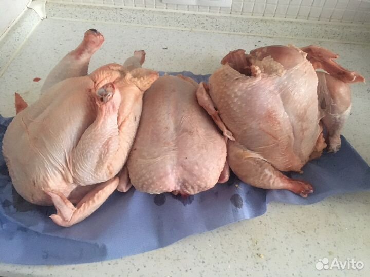 Фермерская, домашняя Птица утка, курица, индейка