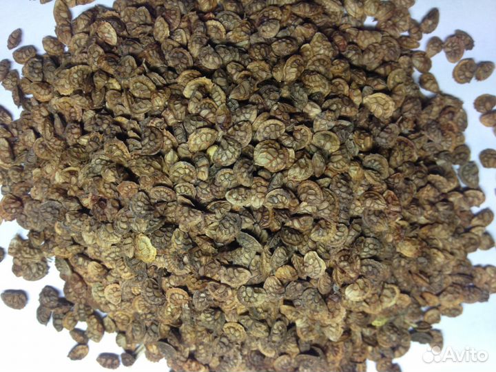 Семена однолетних многолетних трав растений