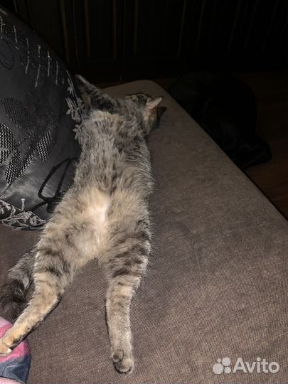 Кошечка в добрые руки