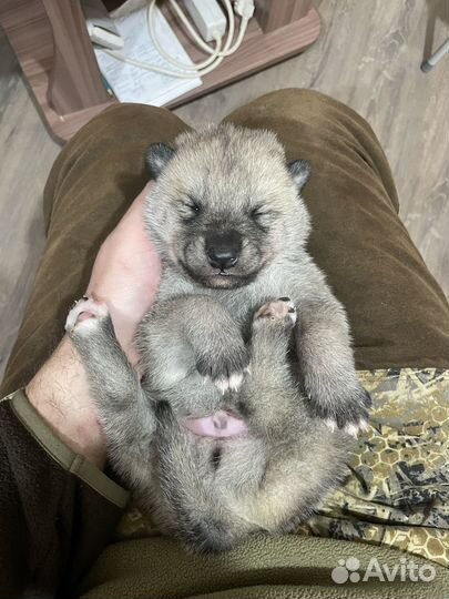 Арктический волэнд