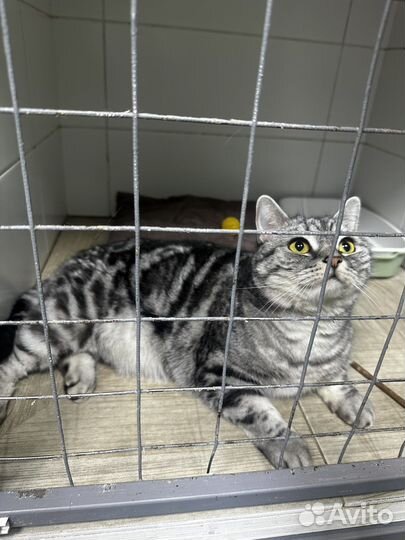 Кастрация/стерилизация кошек/собак