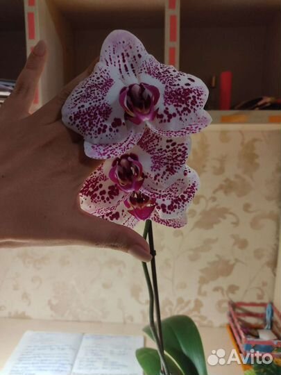 Орхидея фаленопсис