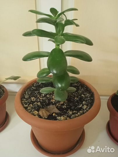 Толстянка (денежное дерево)