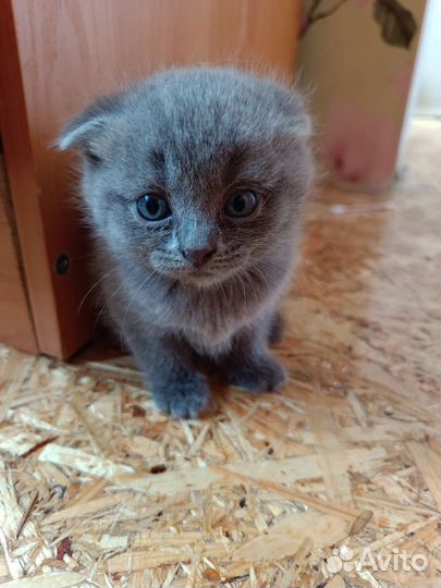 Шотландская кошка