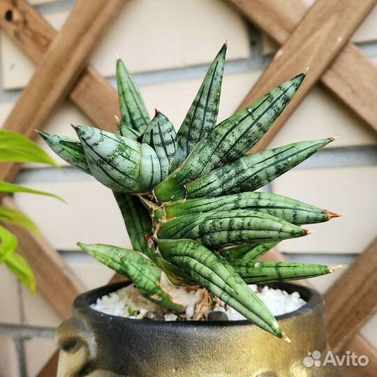 Сансиеверия цилиндрика бонселензис