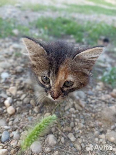 Котёнок в добрые руки