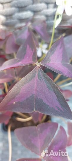 Кислица оксалис