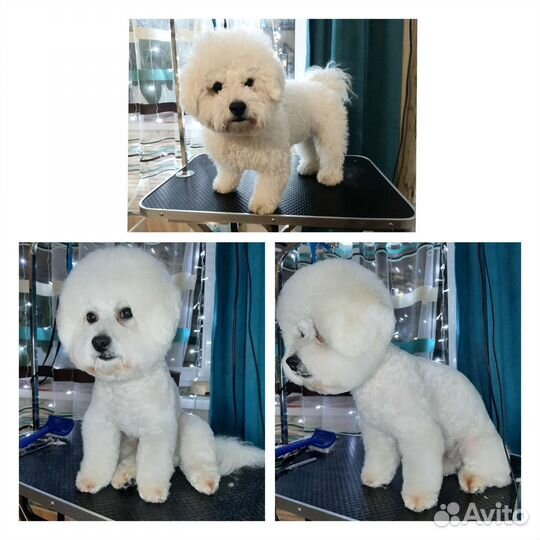 Груминг. Стрижка собак, тримминг, экспресс линька