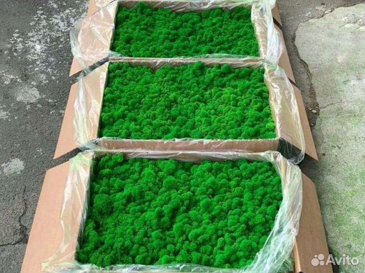 Мох стабилизированный от производителя