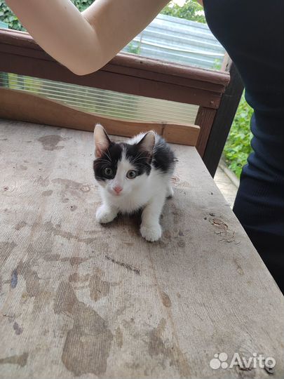 Отдаем котят