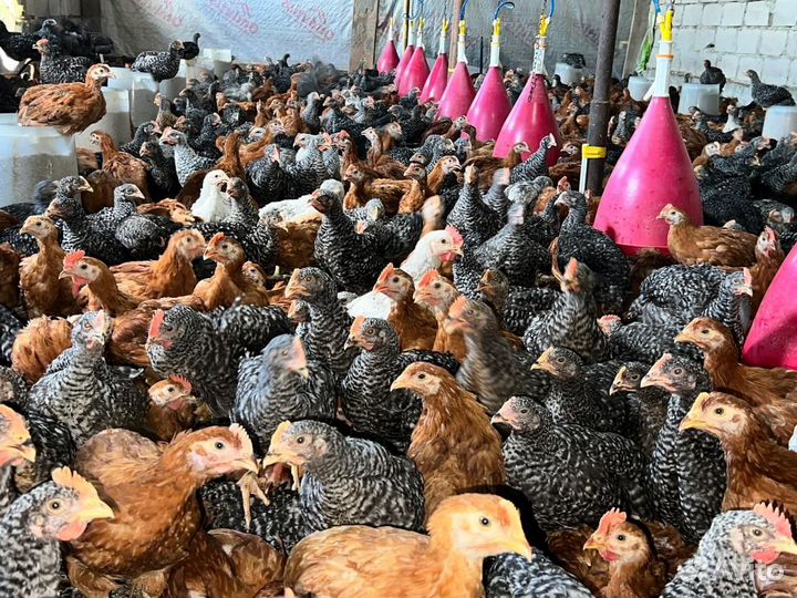 Куры бролеры