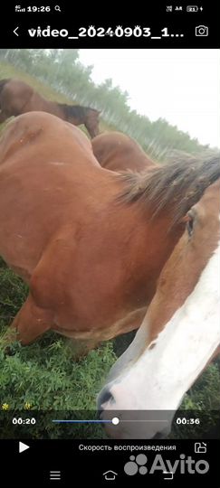 Жеребчик тяж