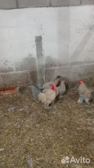 Декоративные карликовые куры