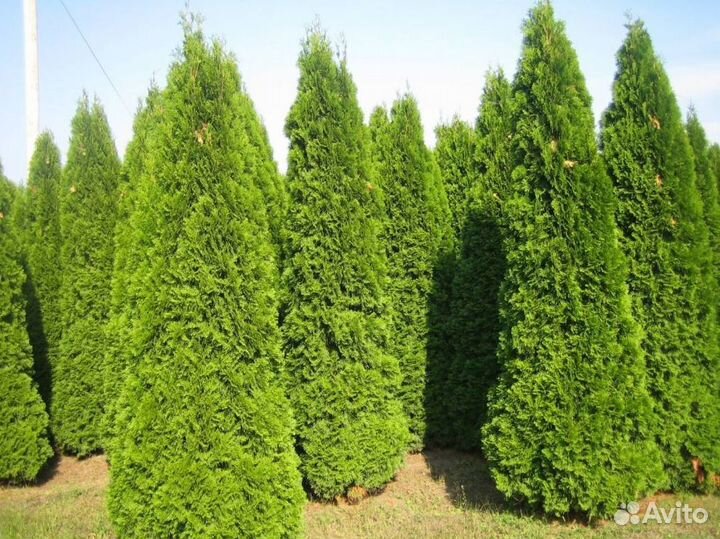 Туи крупномеры Колумна 4,5 м западная 5 м