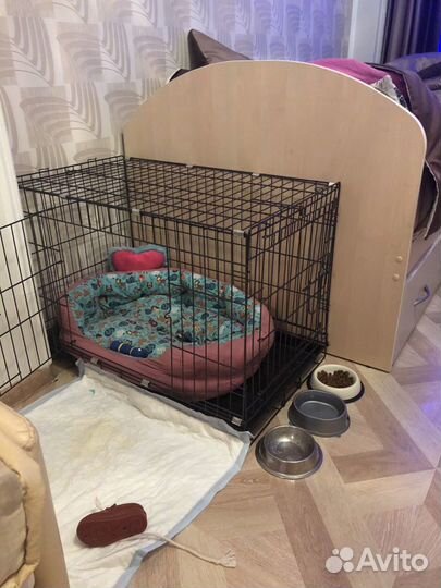 Передержка в условиях Премиум класса мел собак кош